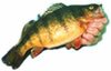 Jumbo Perch